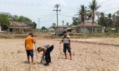 Dukung Ketahanan Pangan Nasional, Bhabinkamtibmas Polsek Buay Madang Timur Dampingi Petani Tanam Jagung Hibrida 1 Hektar