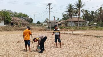 Bersama masyarakat petani Desa Tanjung Sari, Personil Polsek Buay Madang Timur bahu-membahu menanam jagung hibrida demi memperkuat ketahanan pangan nasional di kuartal III tahun 2026.