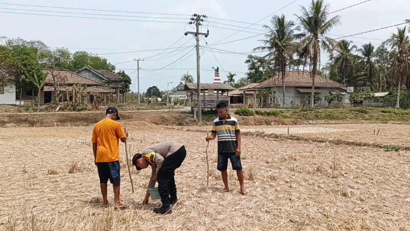 Bersama masyarakat petani Desa Tanjung Sari, Personil Polsek Buay Madang Timur bahu-membahu menanam jagung hibrida demi memperkuat ketahanan pangan nasional di kuartal III tahun 2026.