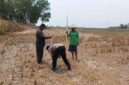 Bhabinkamtibmas Polsek Buay Madang Timur, Brigadir Tedy Heryadi, bergotong royong bersama para petani Kelompok Tani Jaya saat menanam benih jagung hibrida di lahan pertanian Desa Banyumas Asri, Kecamatan Buay Madang Timur, Kabupaten OKU Timur.
