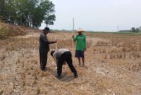 Bhabinkamtibmas Polsek Buay Madang Timur, Brigadir Tedy Heryadi, bergotong royong bersama para petani Kelompok Tani Jaya saat menanam benih jagung hibrida di lahan pertanian Desa Banyumas Asri, Kecamatan Buay Madang Timur, Kabupaten OKU Timur.