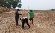 Dukung Ketahanan Pangan Nasional, Polsek Buay Madang Timur Dampingi Petani Tanam Jagung Hibrida