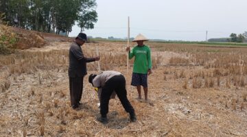 Bhabinkamtibmas Polsek Buay Madang Timur, Brigadir Tedy Heryadi, bergotong royong bersama para petani Kelompok Tani Jaya saat menanam benih jagung hibrida di lahan pertanian Desa Banyumas Asri, Kecamatan Buay Madang Timur, Kabupaten OKU Timur.