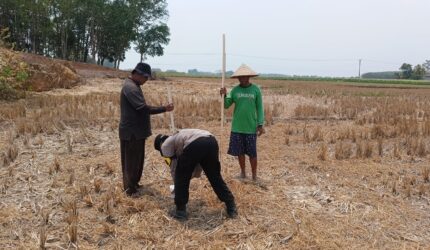 Bhabinkamtibmas Polsek Buay Madang Timur, Brigadir Tedy Heryadi, bergotong royong bersama para petani Kelompok Tani Jaya saat menanam benih jagung hibrida di lahan pertanian Desa Banyumas Asri, Kecamatan Buay Madang Timur, Kabupaten OKU Timur.