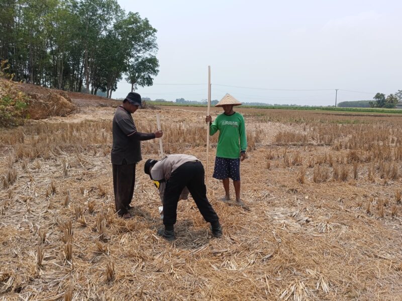 Bhabinkamtibmas Polsek Buay Madang Timur, Brigadir Tedy Heryadi, bergotong royong bersama para petani Kelompok Tani Jaya saat menanam benih jagung hibrida di lahan pertanian Desa Banyumas Asri, Kecamatan Buay Madang Timur, Kabupaten OKU Timur.