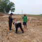 Bhabinkamtibmas Polsek Buay Madang Timur, Brigadir Tedy Heryadi, bergotong royong bersama para petani Kelompok Tani Jaya saat menanam benih jagung hibrida di lahan pertanian Desa Banyumas Asri, Kecamatan Buay Madang Timur, Kabupaten OKU Timur.