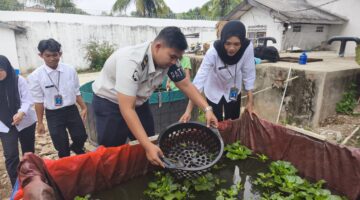 Penyortiran Lele Pastikan Pertumbuhan Optimal
