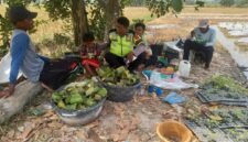 Polsek Buay Madang Timur, Aipda Sahrul Munir dan Aipda Wisnu Saputra, duduk lesehan bersama para petani saat menggelar kegiatan silaturahmi dan sambang kamtibmas di Desa Tanjung Mulya, Kecamatan Buay Madang Timur, Kabupaten OKU Timur.