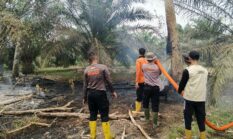 Tim Gabungan BKO Brimob dan Satgas Karhutlah Padamkan Kebakaran Lahan di Perbatasan Ngulak II dan Kelurahan Ngulak
