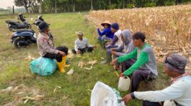 Jaga kedekatan dengan masyarakat, Kapolsek Buay Madang Timur Iptu Swisspo duduk bersama petani yang sedang beristirahat memanen jagung di Desa Tambak Boyo, OKU Timur.