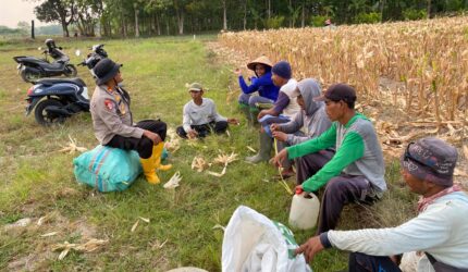 Jaga kedekatan dengan masyarakat, Kapolsek Buay Madang Timur Iptu Swisspo duduk bersama petani yang sedang beristirahat memanen jagung di Desa Tambak Boyo, OKU Timur.