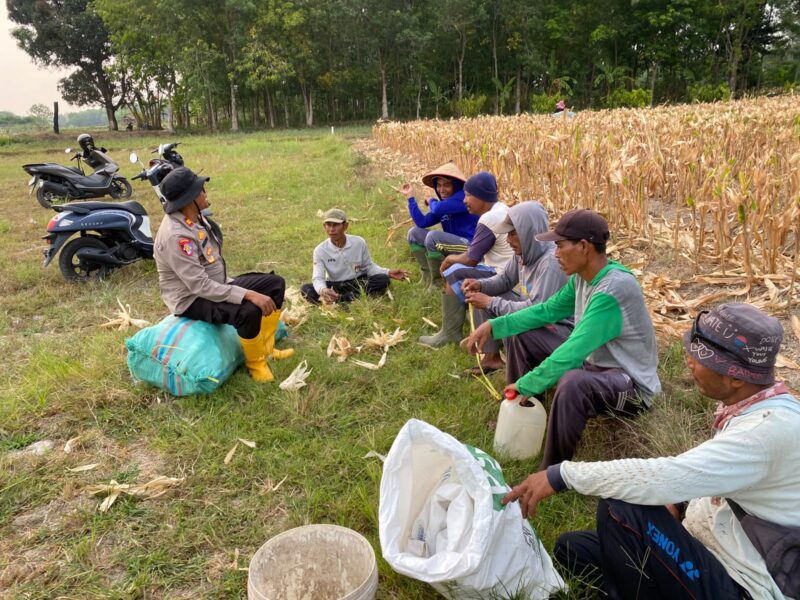 Jaga kedekatan dengan masyarakat, Kapolsek Buay Madang Timur Iptu Swisspo duduk bersama petani yang sedang beristirahat memanen jagung di Desa Tambak Boyo, OKU Timur.